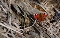 Inachis io